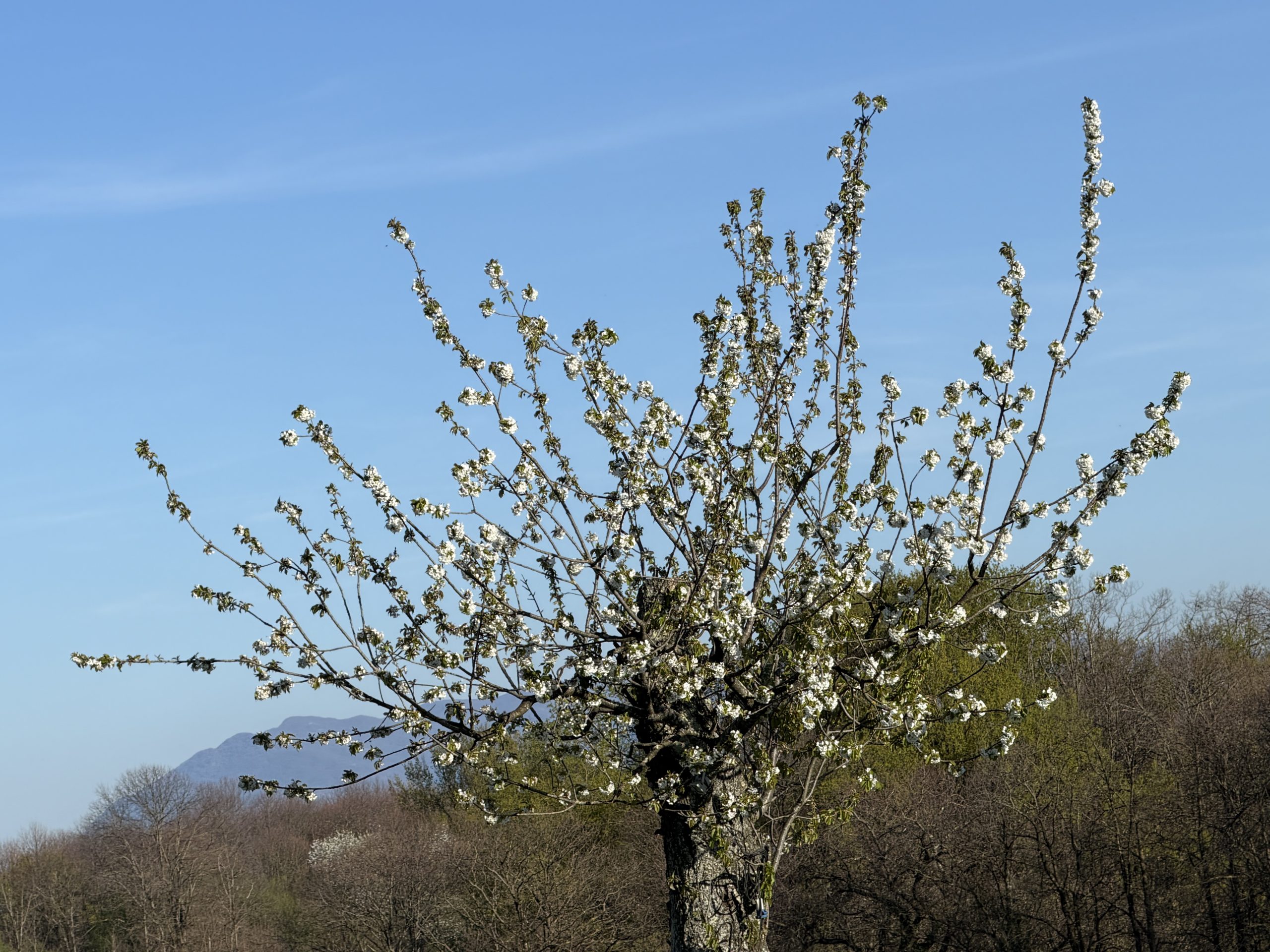 Blooming tree in spring